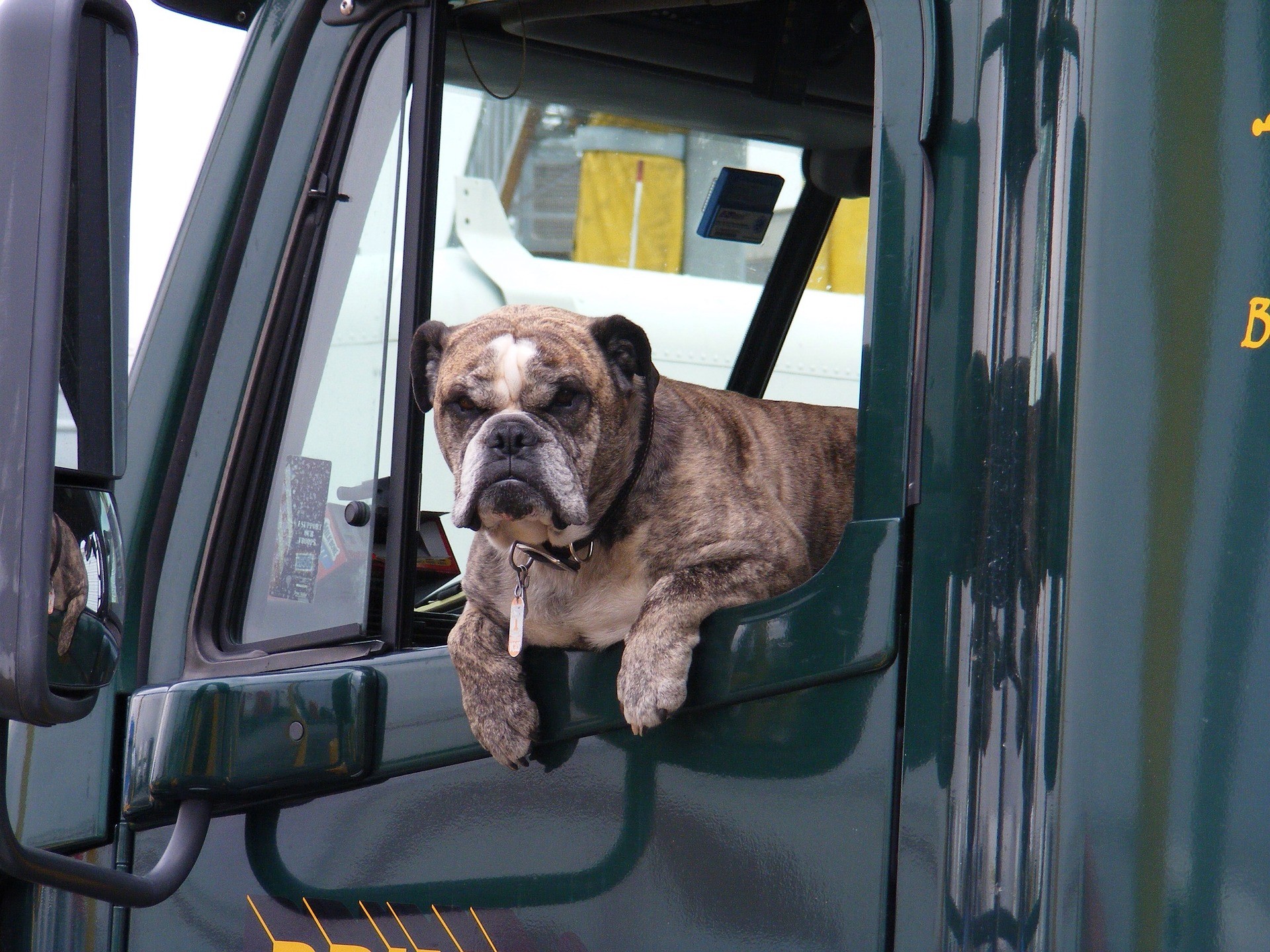 Trucking With Pets